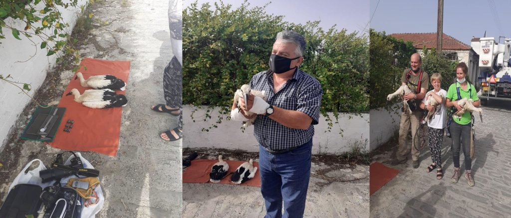 80 πελαργοί δακτυλιώθηκαν στο Δήμο Πωγωνίου